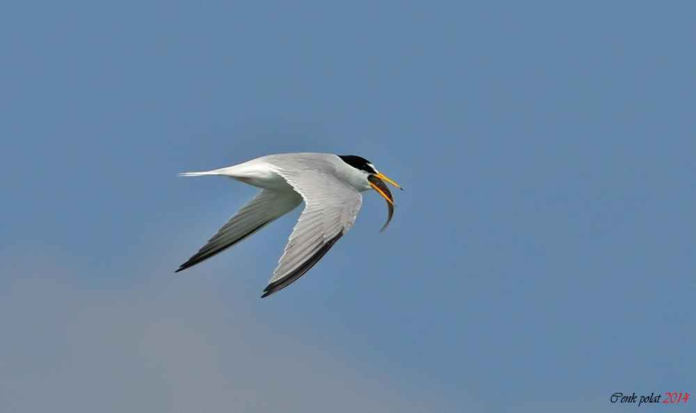 Little Tern